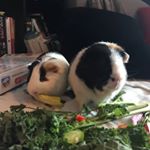 Profile Picture of Paul Guy And Kevin Lou (@paulandkevin) on Instagram