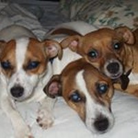 Profile Picture of Lisa Francoforte (@lisa-francoforte-1) on Quora