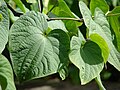 Profile Picture of Kava - Wikipediaon Wikipedia