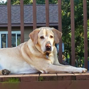 Profile Picture of markschramel (@markschramel) on Tiktok