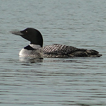 Profile Picture of Susan Scollay (@whynot?!) on Flickr