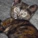 Profile Picture of Kim Ireland (@ireland1862) on Pinterest