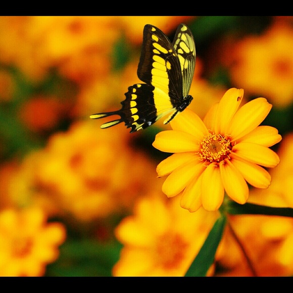 Profile Picture of Ashleigh Malson (@angelbug523) on Poshmark