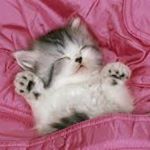 Profile Picture of lale_angeli (@lale_david) on Instagram