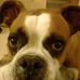 Profile Picture of Cassie V Boxer (@cassie.vboxer) on Facebook