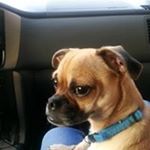 Profile Picture of Tracie Rollins-King (@daisylover9906) on Instagram