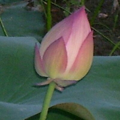Profile Picture of MARSHA OLSON (@stoneyck) on Twitter