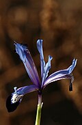 Profile Picture of Iris reticulata var. bakerianaon Wikipedia