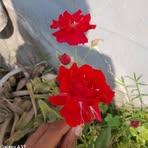 Profile Picture of Komal Parmar (@komal.parmar.984688) on Facebook