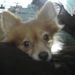 Profile Picture of Charlene Beard (@buddybeard64) on Pinterest