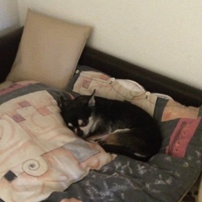 Profile Picture of Laura Steidl (@Snoopy_the_dog_) on Twitter