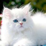 Prashant Mahajan - Instagram Profile Picture of Prashant Mahajan (@prshu8888) on Instagram