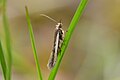 Profile Picture of Kiwaia aerobatison Wikipedia