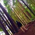 Profile Picture of Dion Richards (@doc_doc_moose) on Instagram