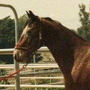 Profile Picture of Cara Hales-Jensen (@carajensen) on Pinterest