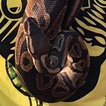 Profile Picture of Peter Aziz (@kingpin223556) on Instagram