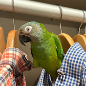 Profile Picture of Benjamin Shurtleff (@DuskyConure) on Youtube