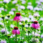 Profile Picture of Tina Epp (@tina.epp.2) on Instagram