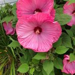 Profile Picture of Lea Sharpe (@lea_sharpe) on Instagram