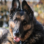 Profile Picture of Brandon  Chiu (@Brandon W. Chiu) on Flickr