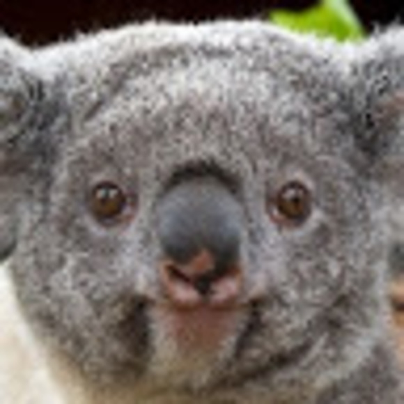 Profile Picture of Vincent Lamancusa (@vincelamancusa) on Poshmark