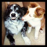 Profile Picture of Janette Cain (@janettif9) on Pinterest