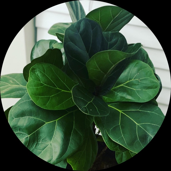 Profile Picture of Pamela Clarke (@pco54) on Poshmark