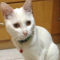 Profile Picture of Cham Wong (@cham-wong-1) on Quora