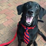 Profile Picture of Buddy Maxwell Humburg (@buddythebassedor) on Instagram