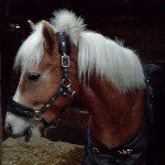 Profile Picture of Kim Waldman (@butterscotch916) on Instagram