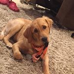 Chris Banuelos - Instagram Profile Picture of Chris Banuelos (@newhart_dittys) on Instagram