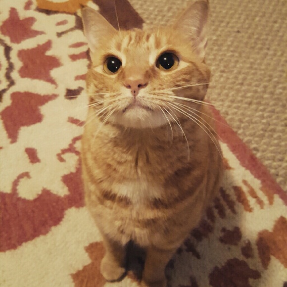 Profile Picture of Brianne Broudy (@bri0387) on Poshmark