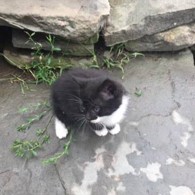 Profile Picture of Dylan Ferraro (@DylanFerraro2) on Twitter