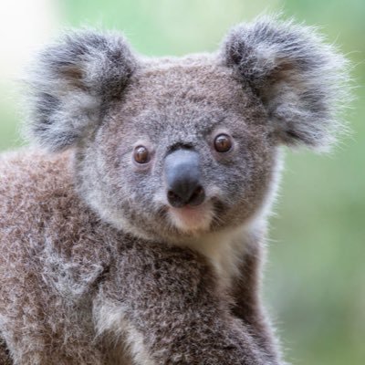 Profile Picture of Peter Harte (@Adaptivepit4153) on Twitter