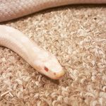 Profile Picture of Eric Johansen (@eric.j46) on Instagram