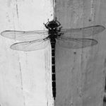 Profile Picture of Aaron Brinkman (@abrinkmania) on Instagram