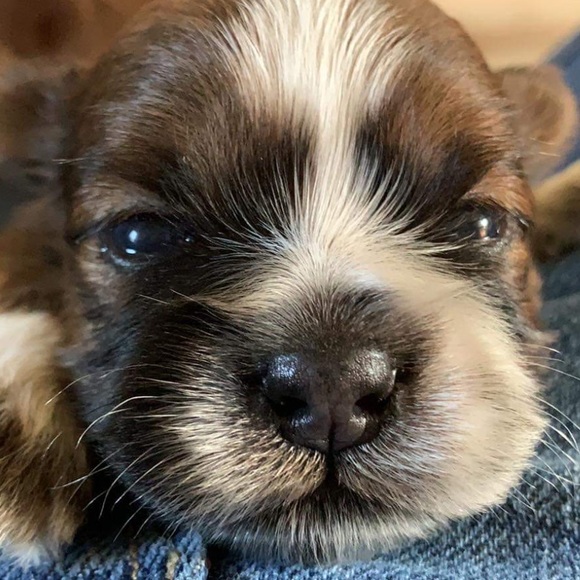 Profile Picture of Cherry rose Pascua (@cherryarjay) on Poshmark