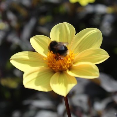 Profile Picture of Julie Anne Dawes (@anne_dawes) on Twitter