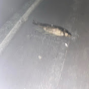 Profile Picture of Troy Hudson (@TroyHudson-ut1gw) on Youtube