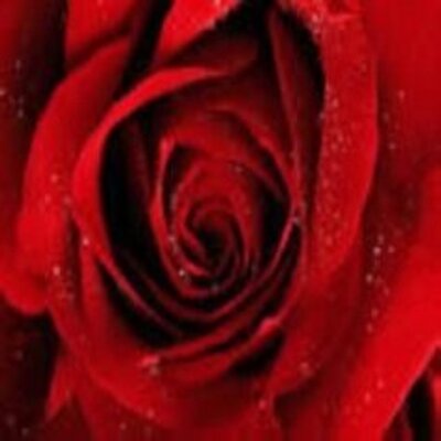 Profile Picture of Gale Rivera (@galeriverasci) on Twitter