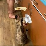 Profile Picture of Tony Tovar (@josh_tuvar) on Instagram