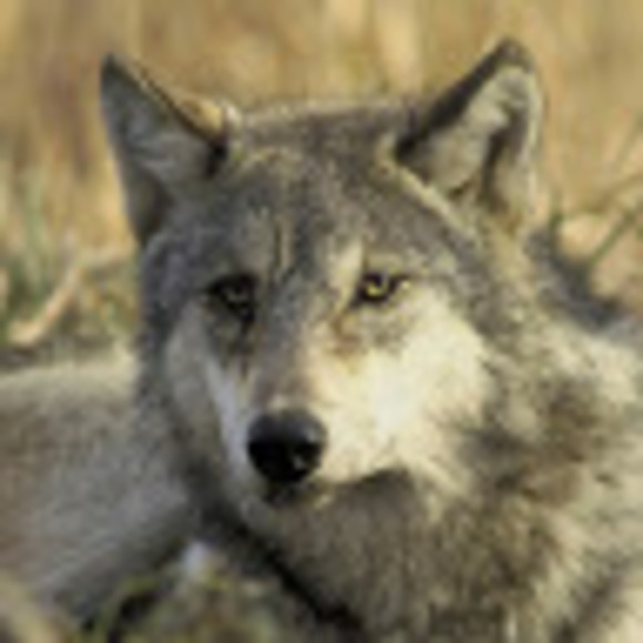 Profile Picture of Mark Tran (@martie1012) on Poshmark