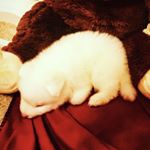 Profile Picture of Aspen Ramirez (@aspen_the_fluffy_puppy) on Instagram