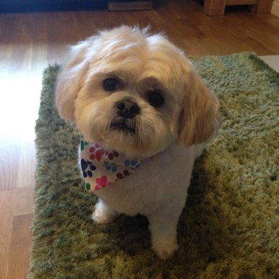 Profile Picture of Amanda Seddon (@amandajseddon) on Twitter