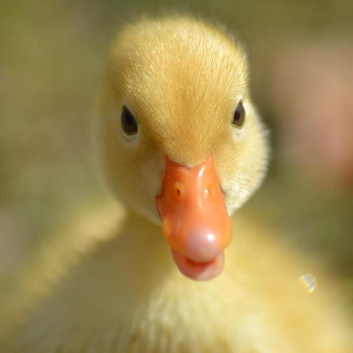 James Urkevich - Tiktok Profile Picture of James Urkevich (@jim_the_duck_tamer) on Tiktok