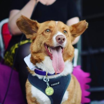 Profile Picture of Dilbert The Corgi (@dilbertthecorgi) on Twitter