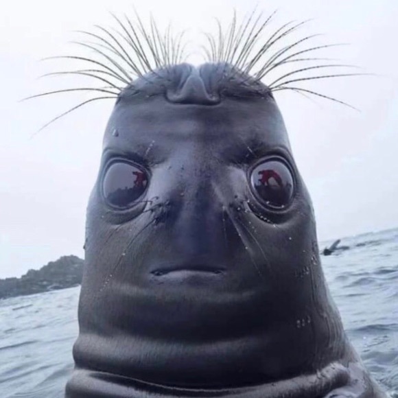 Profile Picture of Duncan Murray (@guywhoneedsfood) on Poshmark