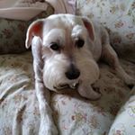 Profile Picture of Janice Campbell (@jcamp11413) on Instagram