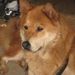 Profile Picture of Annie Chastain Moore-Rollins (@annrollins1) on Pinterest
