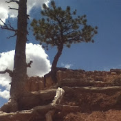 Profile Picture of Brian Guy (@brianthetallguy) on Youtube